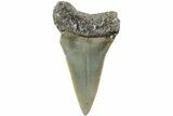 Fossil Broad-Toothed Mako Shark Tooth - North Carolina #235224-1